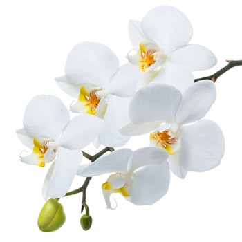 Стол обеденный Танго белый/Орхидея в Ужуре - uzhur.mebel54.com | фото